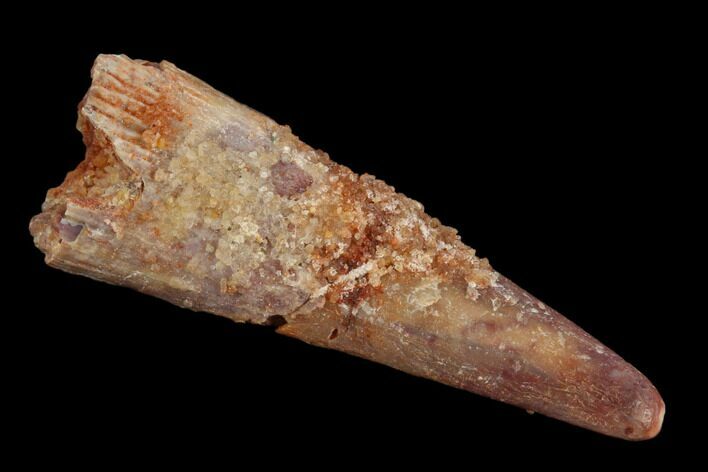 Bargain, Pterosaur (Siroccopteryx) Tooth - Morocco #123638